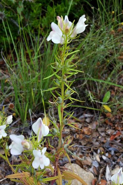 Muflier à grand calice